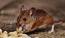 24 Hour & Emergency Exterminators in Union Crossroads, SC